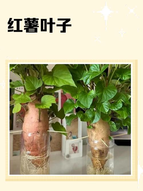 床头摆放红薯叶风水如何，适宜吗？