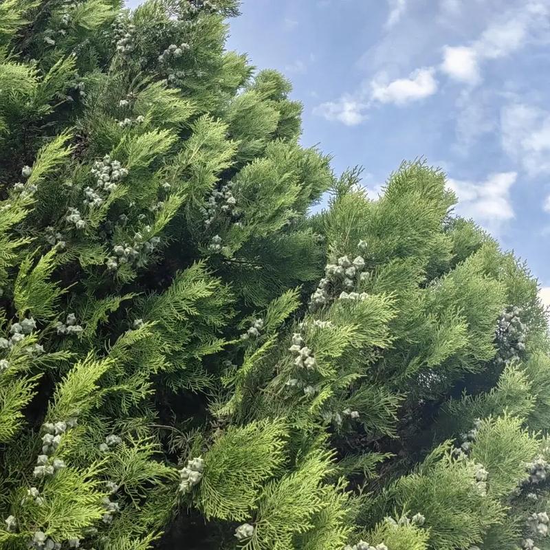 庭院种植侧柏树对风水有影响吗？