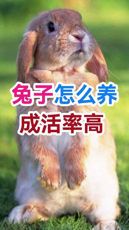 养兔子风水需要注意哪些讲究和细节？