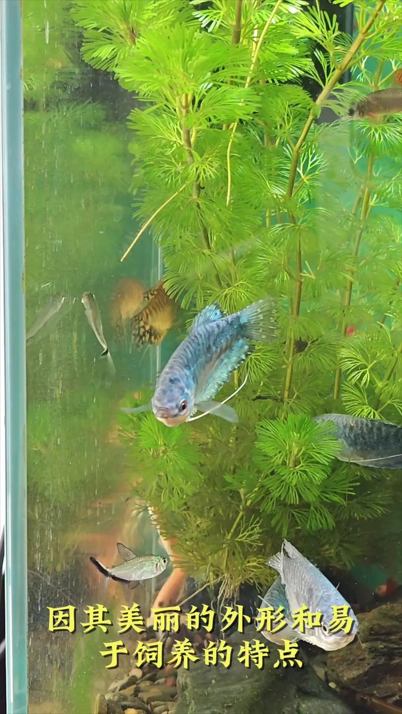 养曼龙鱼作为风水鱼，这种说法科学吗？