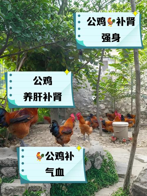 正房后养鸡会对家庭风水产生怎样的不利影响呢？