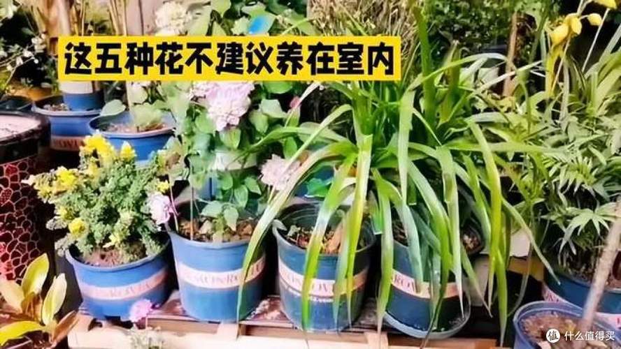 下午不宜栽花，这地方风水真的好吗？