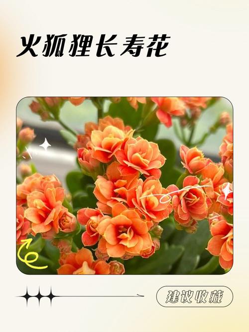 火命人为什么不适合养某些花？