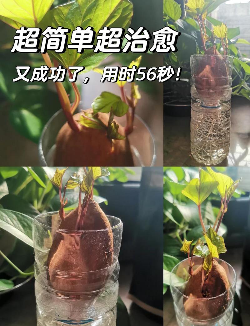家里种红薯会影响风水吗？