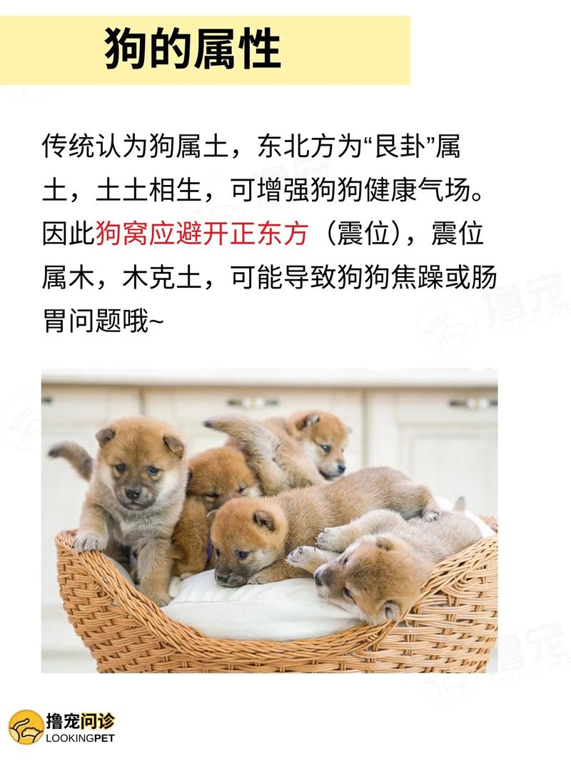 养狗对风水中的怀孕成功率有影响吗？