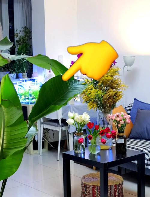 在楼房里养鸟风水怎么样？是否适宜养鸟？