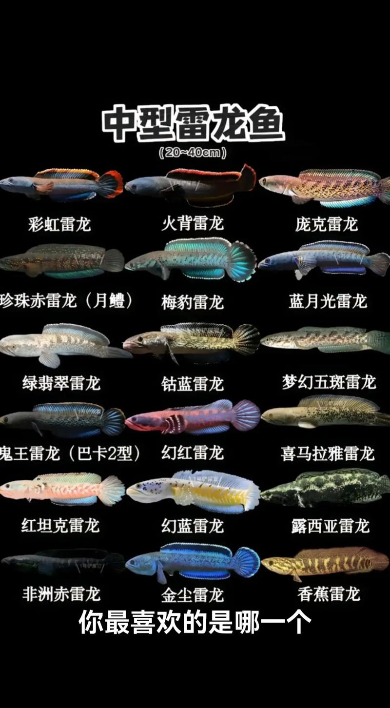 中型雷龙究竟算不算作风水鱼的一种呢？