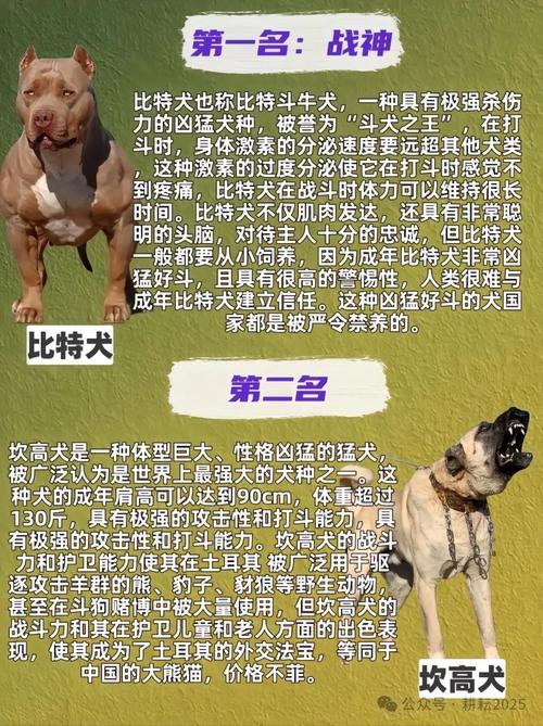 哪种狗品种命硬且最凶猛，最擅长护主？