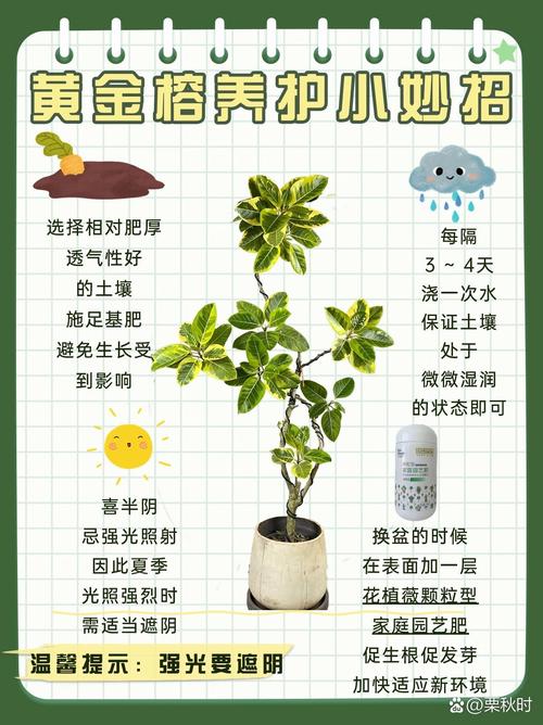 家里种植黄金植物风水如何？