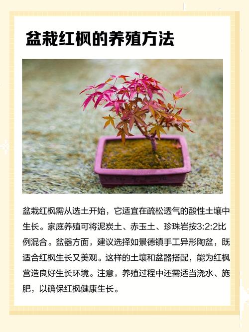 家庭种植枫树对风水有好处吗？