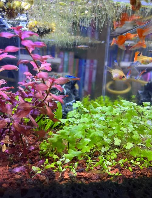 风水鱼缸中可以摆放火山石作为装饰或底石吗？