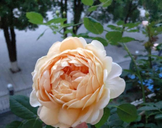 阳台养月季花会对家宅风水产生怎样的影响呢？