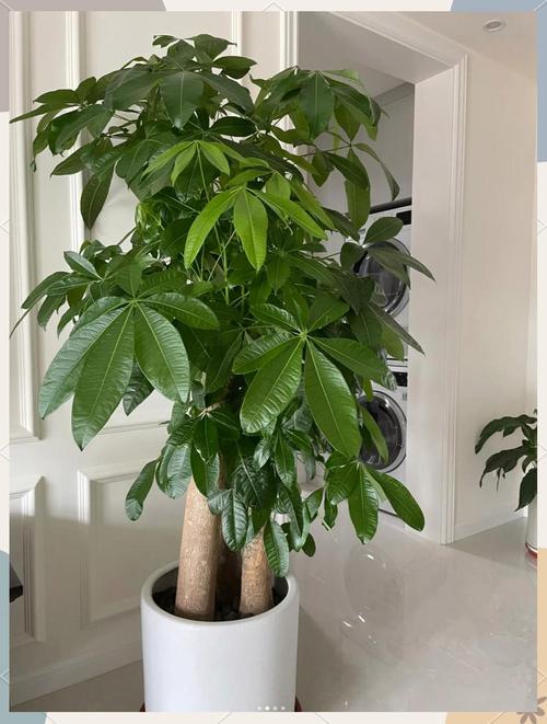 帮人搬风水树会对我自身运势有不良影响吗？