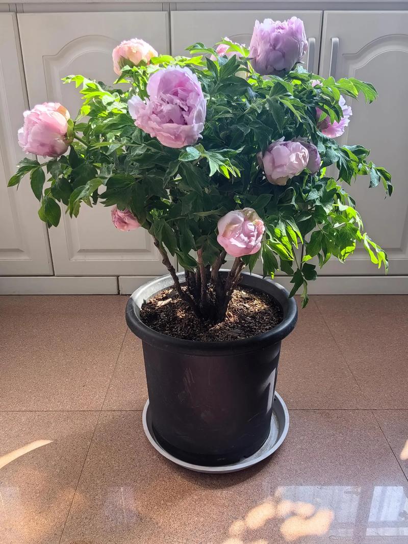 花盆里种植牡丹风水上合适吗？