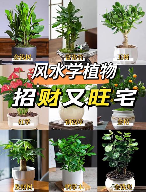 水命木命养什么花最招财？木命养什么植物最旺财？