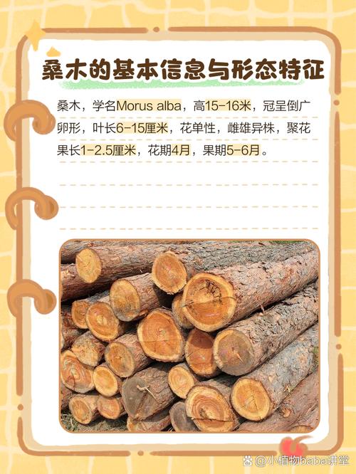 桑松木命与哪种命相配蕞吉利？桑柘木的功效与作用有哪些？