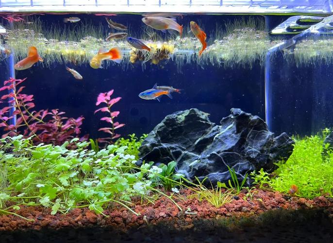 风水鱼缸中可以摆放火山石作为装饰或底石吗？