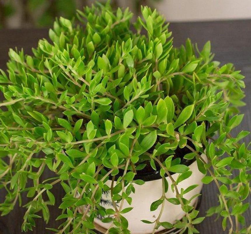 土命女性适合养护哪些植物？土命人不宜种植哪些植物？