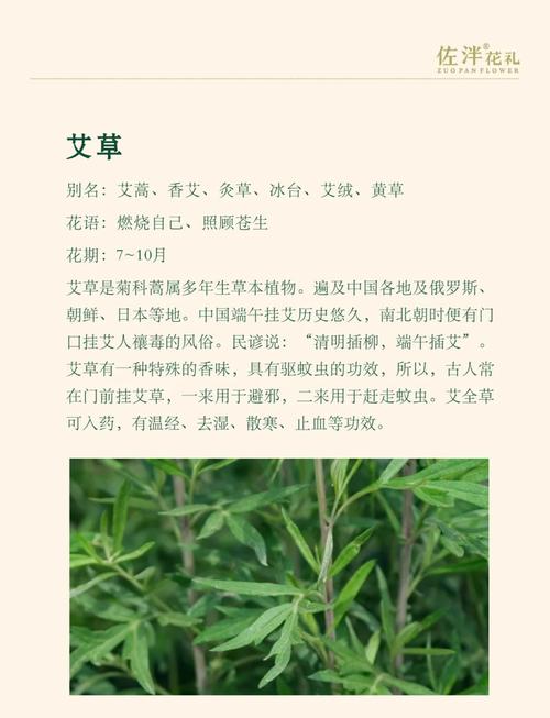 种植艾草会对家居风水产生怎样的影响呢？