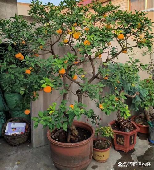仿桔子树风水布局对家居环境有不良影响吗？