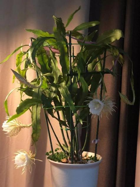 昙花风水适合摆放在家里养护吗？