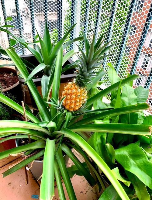 盆栽菠萝摆放对家居风水有影响吗？