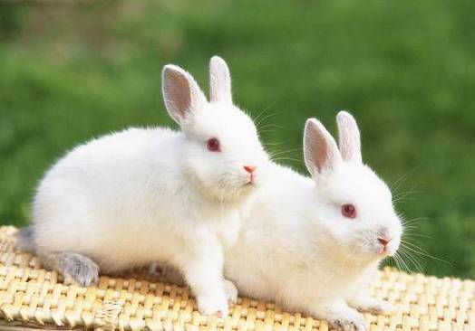 家里养兔子会对家中的风水产生怎样的影响呢？
