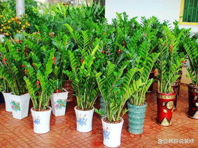 在风水厨房种植树木是否合适呢？