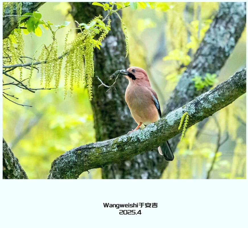 养松鸦会对家中的风水产生不利影响吗？