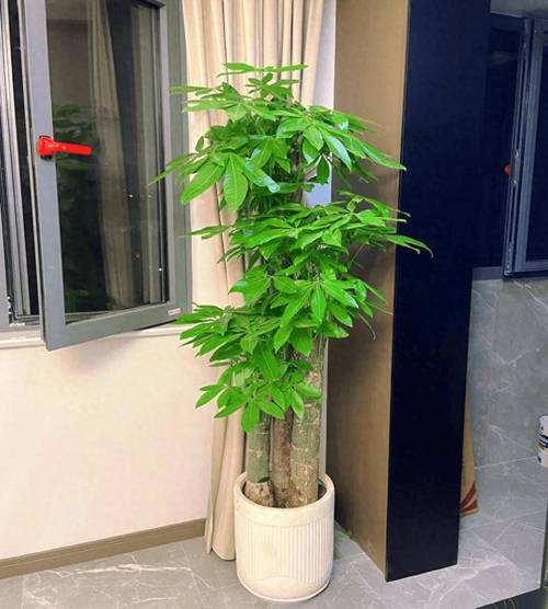 家里摆放仿真树会对家居风水产生不良影响吗？