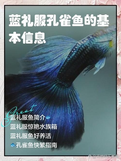 蓝丝绒鱼作为风水鱼，其寓意和作用究竟有何特别之处呢？