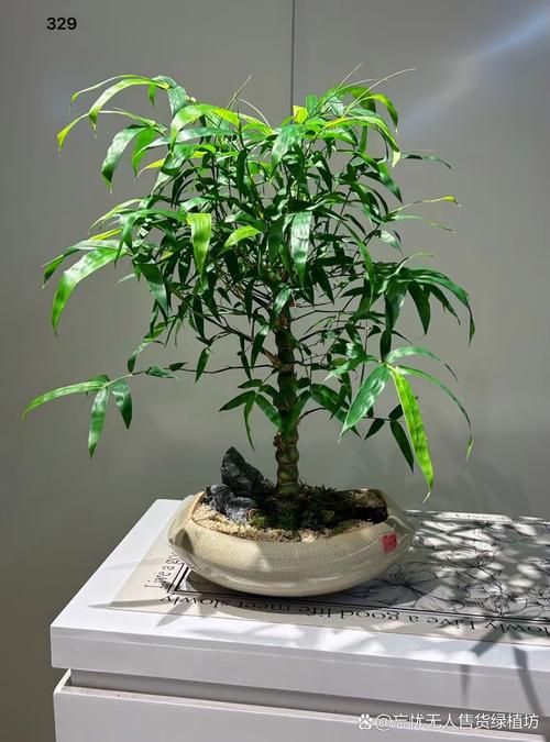 家里摆放佛肚竹风水如何，适宜吗？