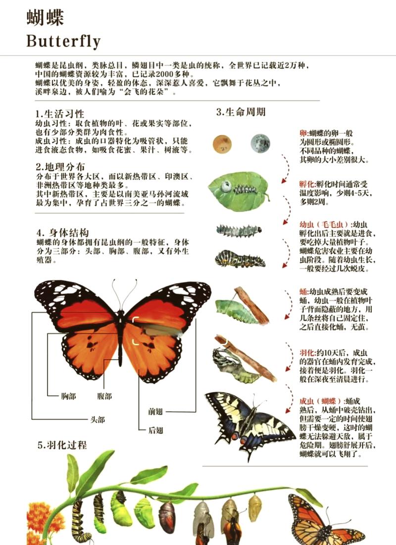 八字蝴蝶命究竟是什么命？土鸡的命运如何改变？