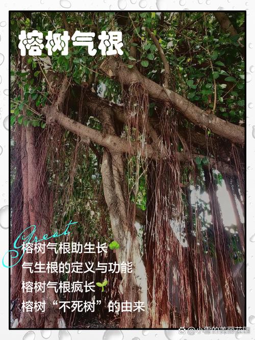 阳台外树根对家居风水有影响吗？