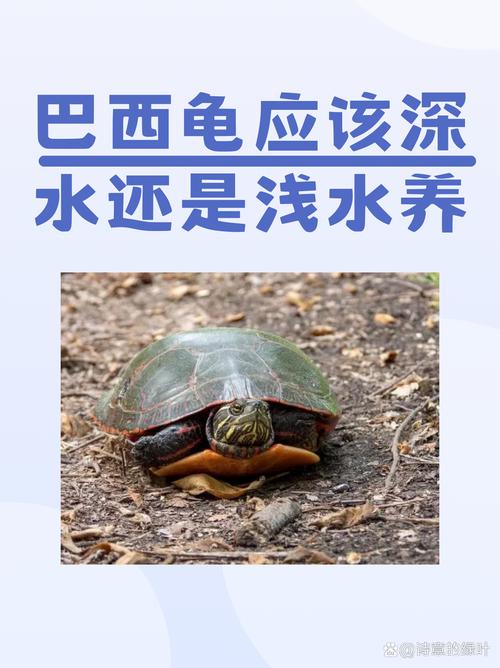 巴西龟风水对家庭运势有正面影响吗？