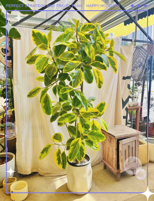 黄金榕在家居风水摆放时有哪些禁忌需要注意？