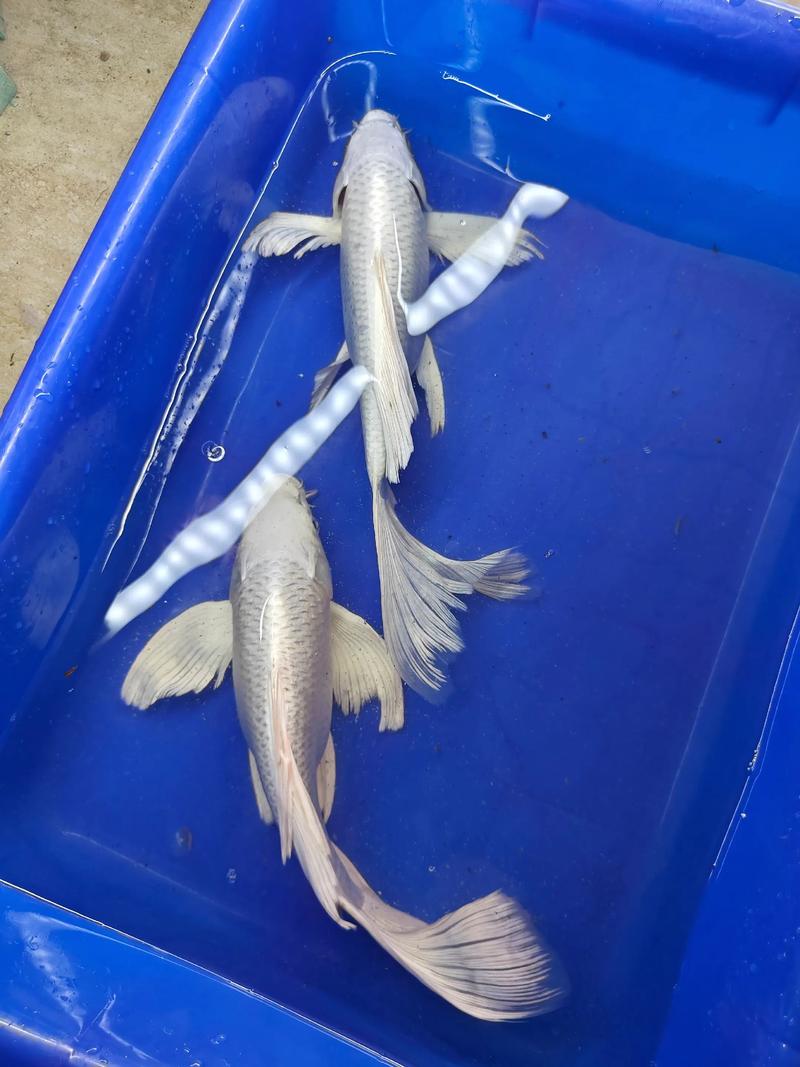 白蝴蝶锦鲤究竟算不算具有风水意义的观赏鱼呢？