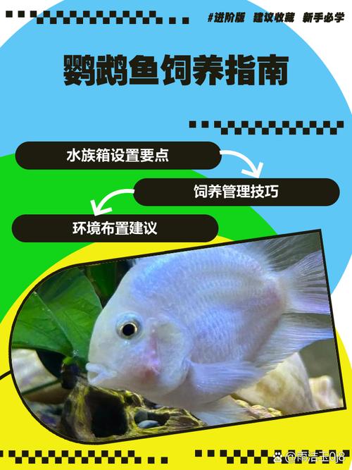 鹦鹉鱼作为风水鱼，该如何科学养护才能发挥其风水作用呢？