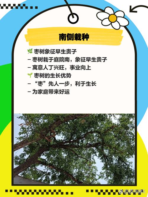 枣子树种植在住宅附近会对家庭风水产生怎样的影响呢？