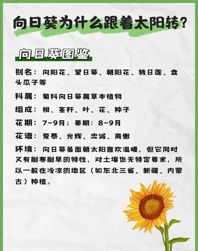 向日葵在风水布局中是否存在什么特别忌讳的情况？