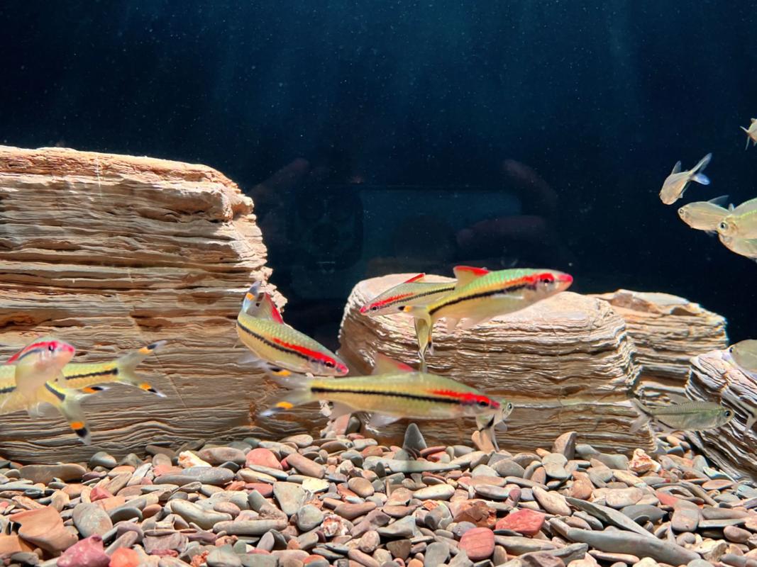 一眉道人鱼究竟算不算风水鱼呢？