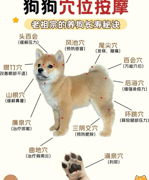 狗狗生病是否与家居风水布局有直接关联？