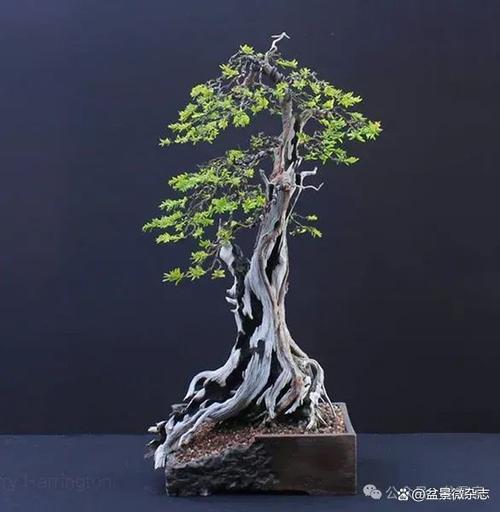 家里摆放枯枝会对风水产生什么影响？