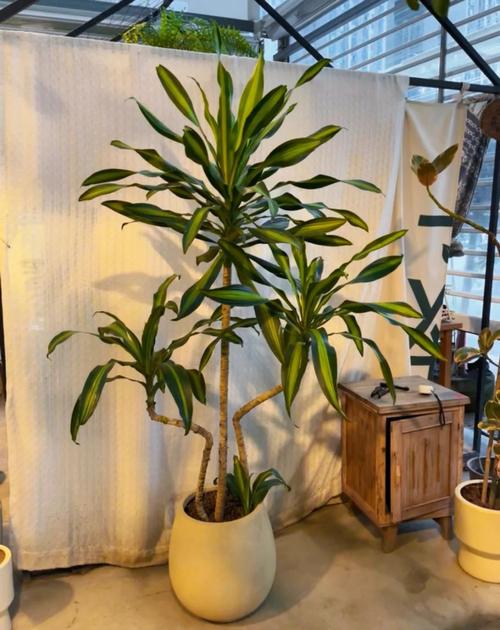 巴西铁树适合在风水阳台种植吗？有什么注意事项？