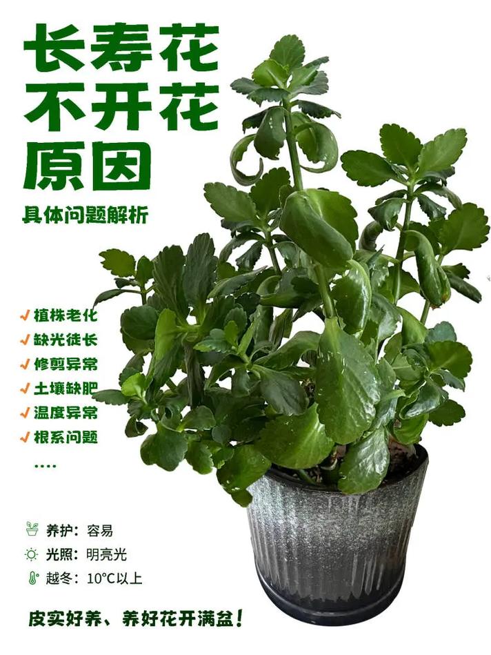 为什么说木命的人养花容易枯萎，是不是真的养花不开呢？