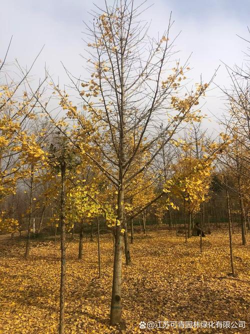 门口种植银杏树对父子风水有何影响？