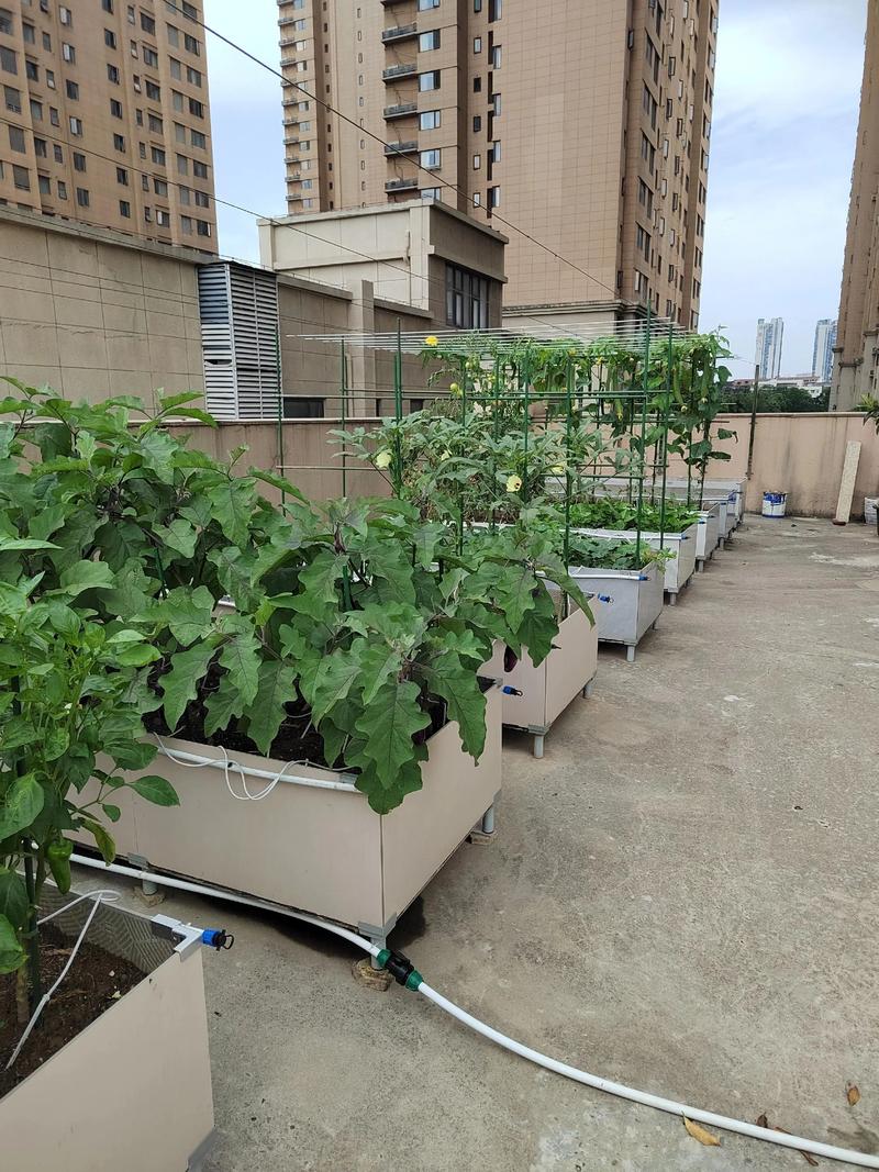 为什么风水学认为楼顶不宜种植蔬菜呢？