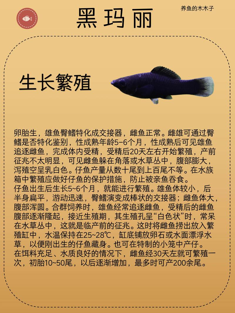 黑玛丽鱼究竟算不算风水中的吉祥之物呢？