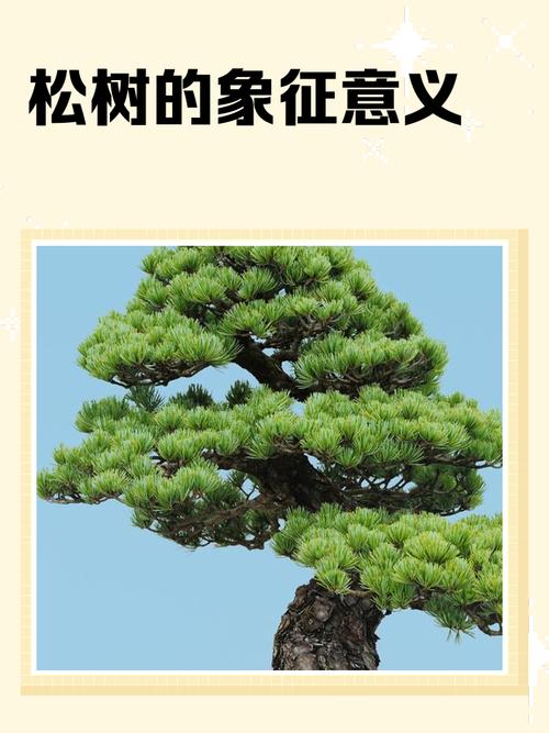 松树命的男人命运如何，改运势是否可行？
