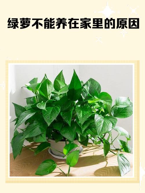 家里缺少绿色植物会导致容易生气吗？